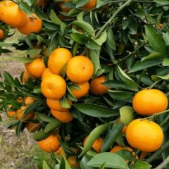种植户有大量柑橘出售