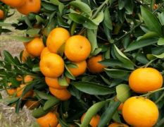 种植户有大量柑橘出售