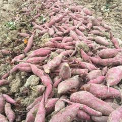 广东陆丰红薯直销。价格跟行情而定
