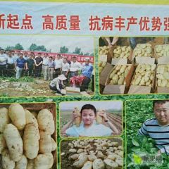 供应荷兰十五土豆种