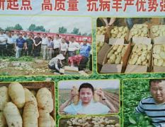 供应荷兰十五土豆种