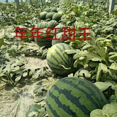供应年年红甜王华耐甜王西瓜种子