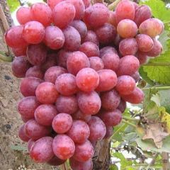 山西永济又大又红的克伦生葡萄