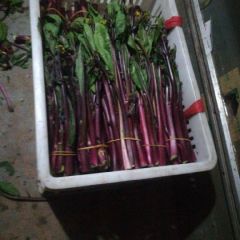 皇家贡品，紫菜薹小叶亮丽红