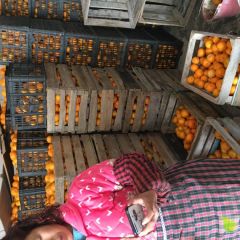 汉寿自己种的碰柑可以放心的绿色水果