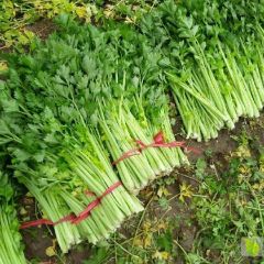 大量西芹上市了，需要请联系13963690169