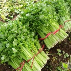 大量西芹上市了，需要请联系，