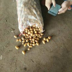 精品迷你小土豆等各种规格