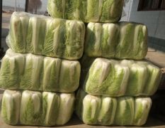 滕州新三号大白菜大量上市。