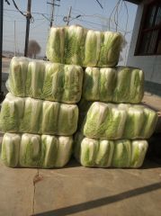 滕州新三号大白菜大量上市。