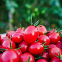 陵水圣女果开始大量上市了
