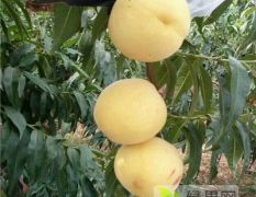 黄桃树苗价格、黄桃树苗品种、黄桃苗多少钱一棵