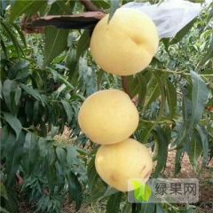 黄桃树苗价格、黄桃树苗品种、黄桃苗多少钱一棵