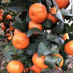 广西优质砂糖橘