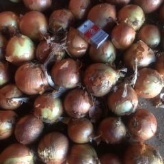 黄皮洋葱大量供应