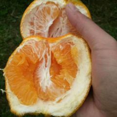 柑橘之乡，大量供应耙耙柑，不知火。