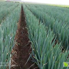 四川大葱大量上市