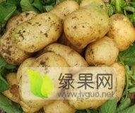 牙克石清润园农民合作社出售土豆中薯、商品薯