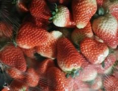 草莓产地低价寻求实力老板收购