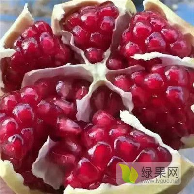 2019年山东岱岳软籽石榴苗价格