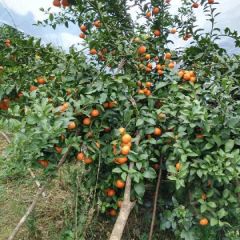 广西阳朔代办经纪人