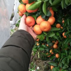 自家种植，关系咨询，代寻货源。