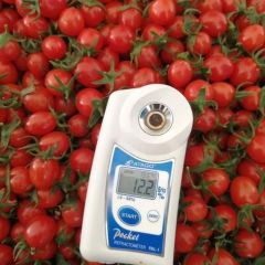 山东莘县釜山88小柿子