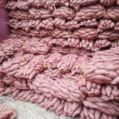 山东红薯基地大量供应优质红薯