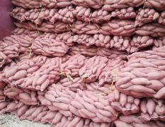 山东红薯基地大量供应优质红薯