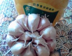 济南大青稞，优质大蒜，蒜薹。