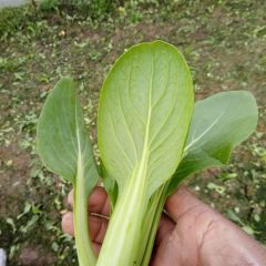 长年种植出售精品小青菜28