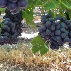 无籽黑提玫瑰香批发货源5件起批