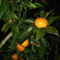 灵川沃柑，柑中极品。不打不相识