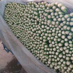 优质芹菜各种蔬菜大量供应
