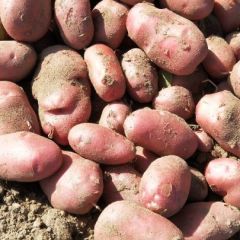 德宏土豆大量上市，丽薯6号，青薯9号，合作88号，