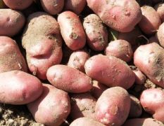 德宏土豆大量上市，丽薯6号，青薯9号，合作88号，