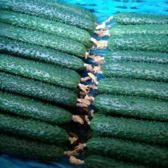 山东济阳黄瓜最新价格/济南曲堤黄瓜价格