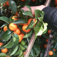 广西金秀砂糖橘