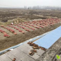 明浩薯业 2019年无病毒商薯19高淀粉红薯种