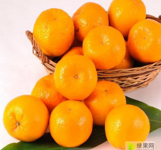 2018年湖北点军湖北蜜橘价格