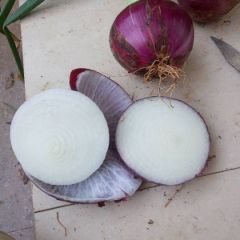 云南蒙自市，紫皮、黄皮洋葱，种植基地！