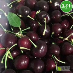 Skeena车厘子一手批发 智利车厘子进口商