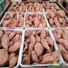 沙土地种植红薯，货源充足