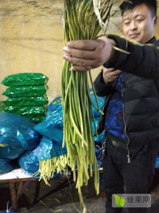 2019年山东金乡蒜薹价格