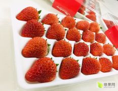 高糖度红颜草莓，大棚直供产量3000斤