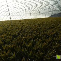 福建永安红大棚种植青肉质量好