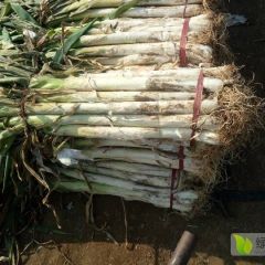 大葱产地直销，市场配送，价格便宜欢迎选购