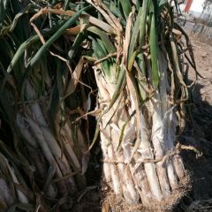 万荣长白大葱40到50公分