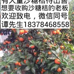 沙糖桔沙糖桔，大量沙糖桔上市