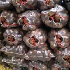 内蒙古牙克石市荷兰，系列品种多样，荷兰806/15